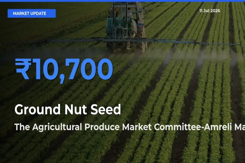The Agricultural Produce Market Committee-Amreli Leads as Top Mandi for Ground Nut Seed Prices
