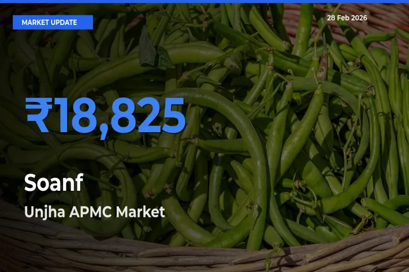 Unjha APMC Tops Soanf Mandi Rates Today