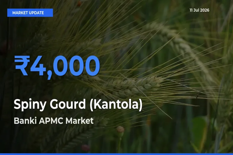 Market Watch: Banki APMC Becomes Top Mandi for Spiny Gourd (Kantola)