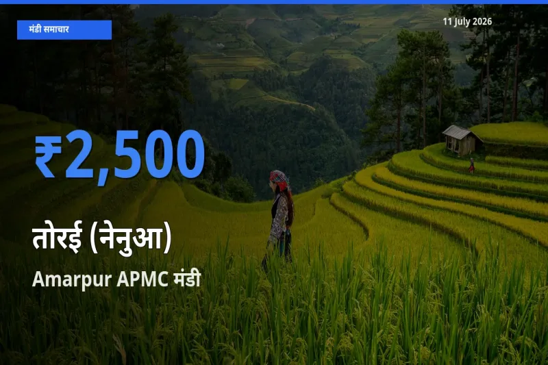 Amarpur APMC मंडी में आज तोरई (नेनुआ) के सबसे ऊँचे दाम दर्ज