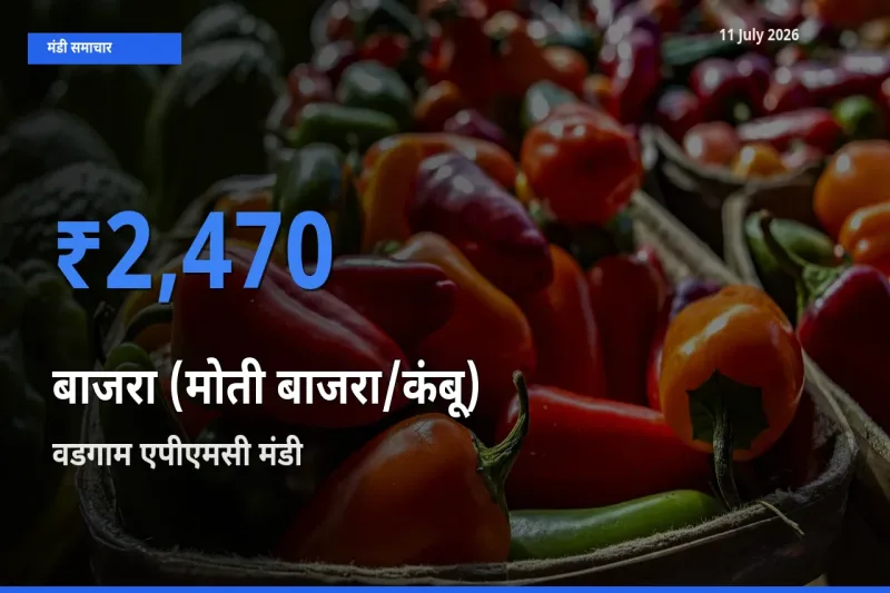 टॉप मंडी बना वडगाम एपीएमसी! बाजरा (मोती बाजरा/कंबू) के सबसे ऊँचे दाम यहीं दर्ज