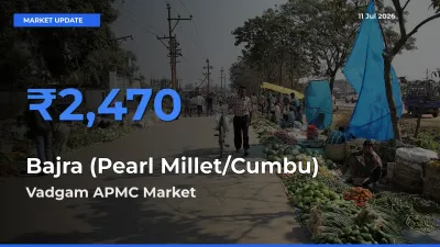 Farmers Prefer Vadgam APMC as Bajra (Pearl Millet/Cumbu) Hits Highest Rate