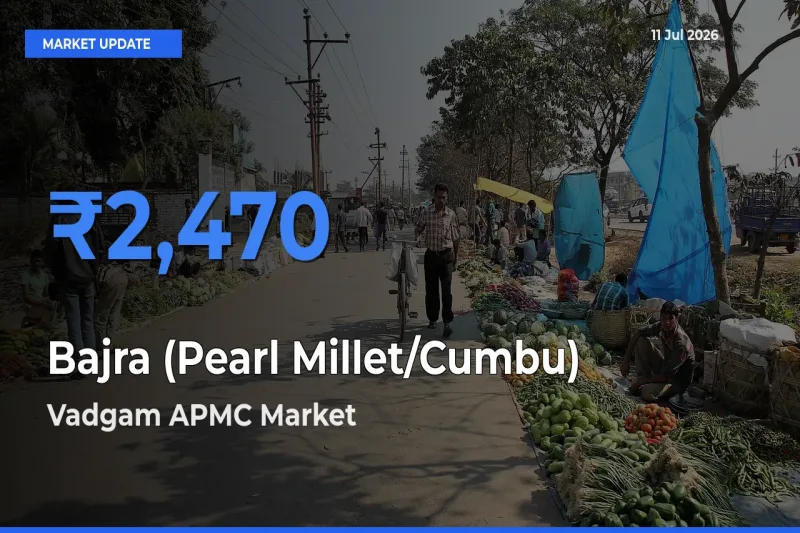 Farmers Prefer Vadgam APMC as Bajra (Pearl Millet/Cumbu) Hits Highest Rate