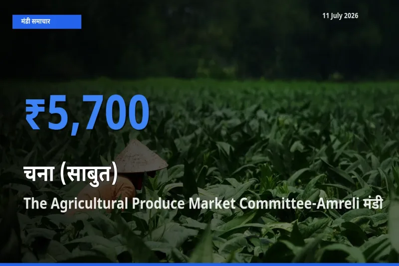 आज चना (साबुत) के सबसे ऊँचे दाम ₹5,700 The Agricultural Produce Market Committee-Amreli मंडी में