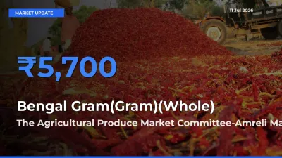 The Agricultural Produce Market Committee-Amreli Emerges as Top Mandi for Bengal Gram(Gram)(Whole) Prices Today