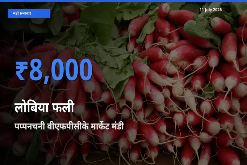 आज लोबिया फली के सबसे ज़्यादा दाम पप्पनचनी वीएफपीसीके मार्केट मंडी में दर्ज