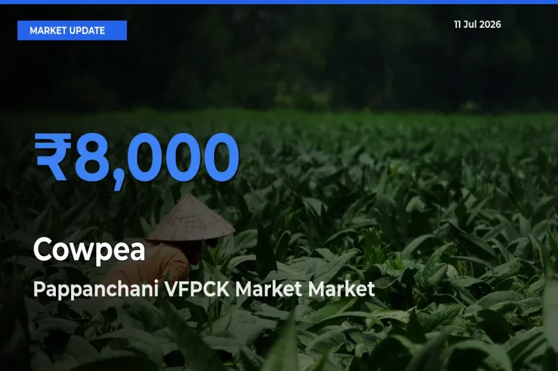 Pappanchani VFPCK Market Leads as Top Mandi for Cowpea Prices