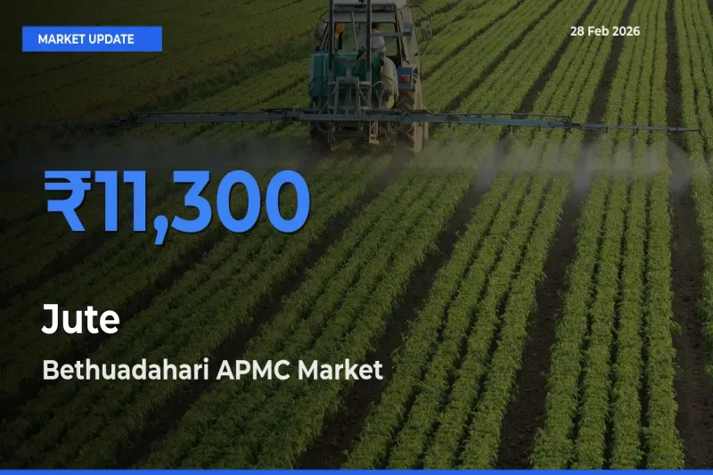 Jute Mandi Rate Today: Bethuadahari APMC Tops the List