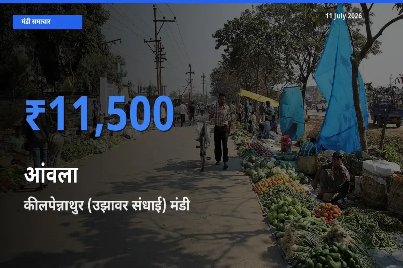 कीलपेन्नाथुर (उझावर संधाई) मंडी में आज आंवला के सबसे ऊँचे दाम दर्ज