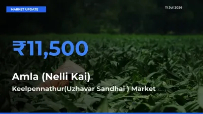 Keelpennathur(Uzhavar Sandhai ) Offers ₹11,500 – Highest Amla (Nelli Kai) Rate Today