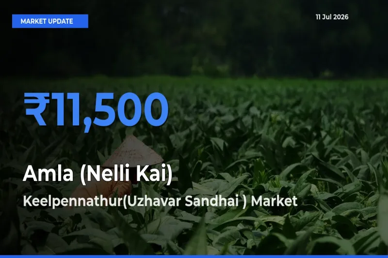 Keelpennathur(Uzhavar Sandhai ) Offers ₹11,500 – Highest Amla (Nelli Kai) Rate Today