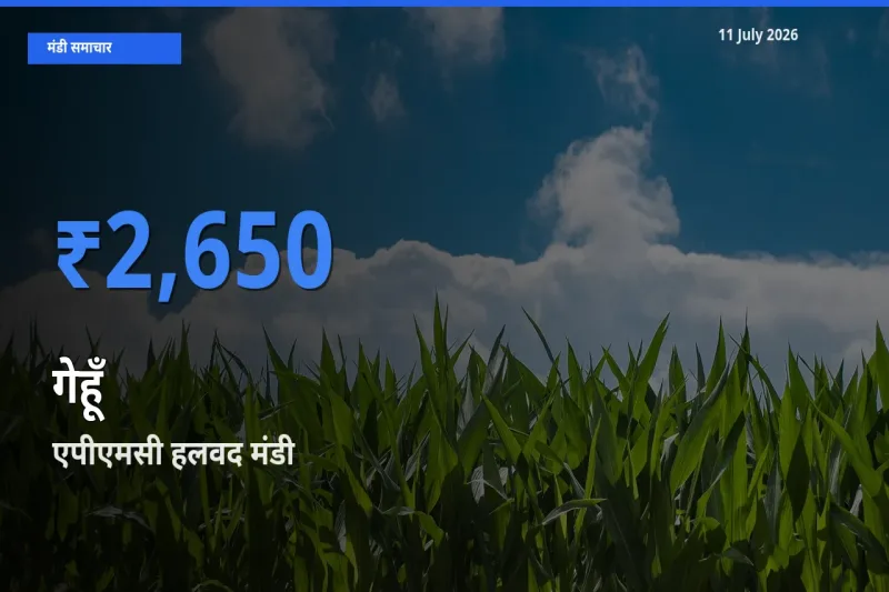 बाज़ार संकेत: एपीएमसी हलवद बना गेहूँ के लिए आज की टॉप मंडी