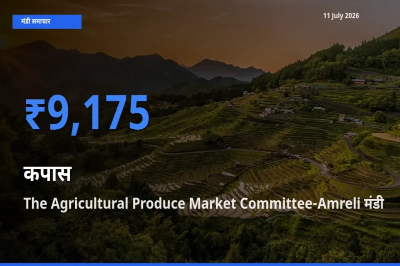 The Agricultural Produce Market Committee-Amreli मंडी में आज कपास के सबसे ऊँचे दाम दर्ज