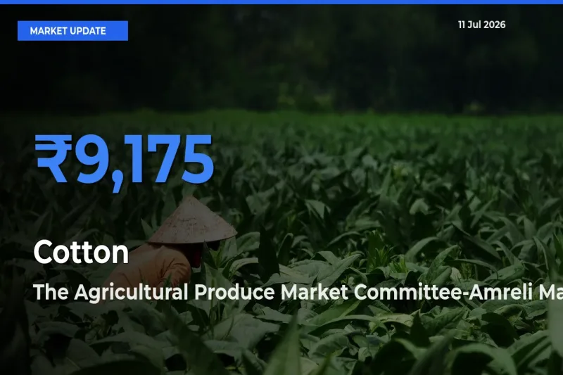 Farmers Prefer The Agricultural Produce Market Committee-Amreli as Cotton Hits Highest Rate