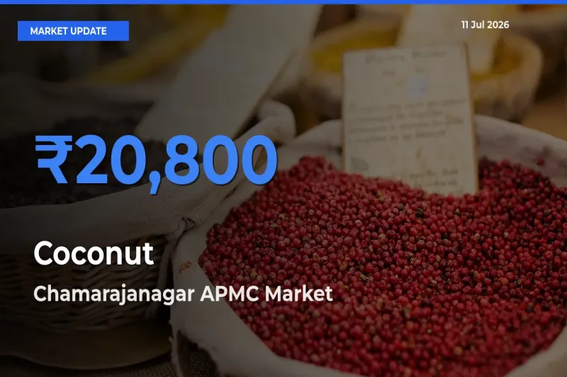 Coconut Mandi Rate Today: Chamarajanagar APMC Tops the List