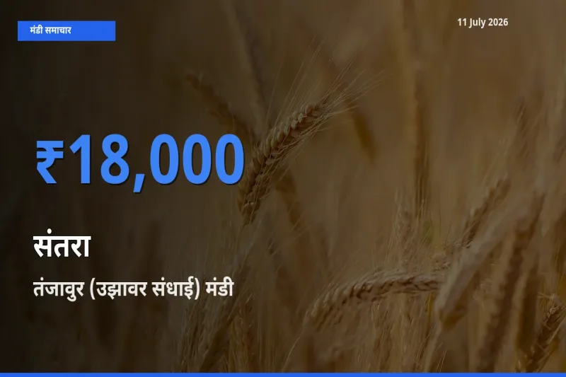 बाज़ार संकेत: तंजावुर (उझावर संधाई) बना संतरा के लिए आज की टॉप मंडी