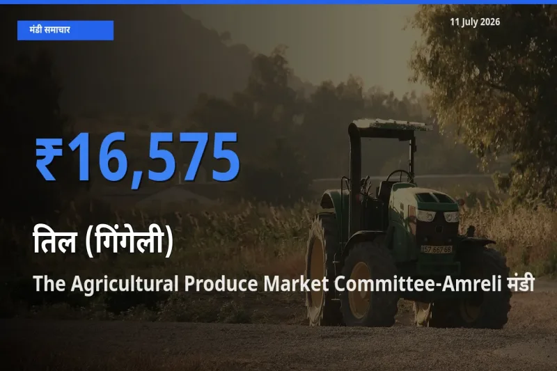 आज तिल (गिंगेली) के सबसे ज़्यादा दाम The Agricultural Produce Market Committee-Amreli मंडी में दर्ज