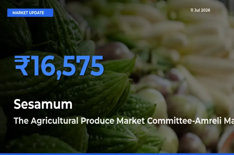 The Agricultural Produce Market Committee-Amreli Leads as Top Mandi for Sesamum Prices