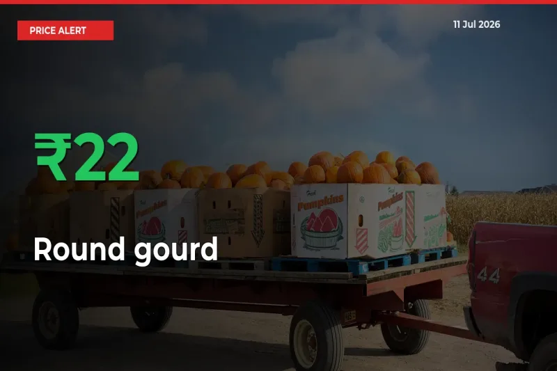 Farmers Cheer as Round gourd Prices Surge 21.62% in Local Mandis