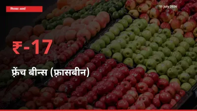 फ़्रेंच बीन्स (फ़्रासबीन) 16.85% गिरा, मंडी