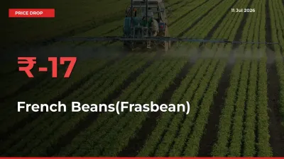 French Beans(Frasbean) Mandi Rate Today: Prices Fall 16.85% at Market