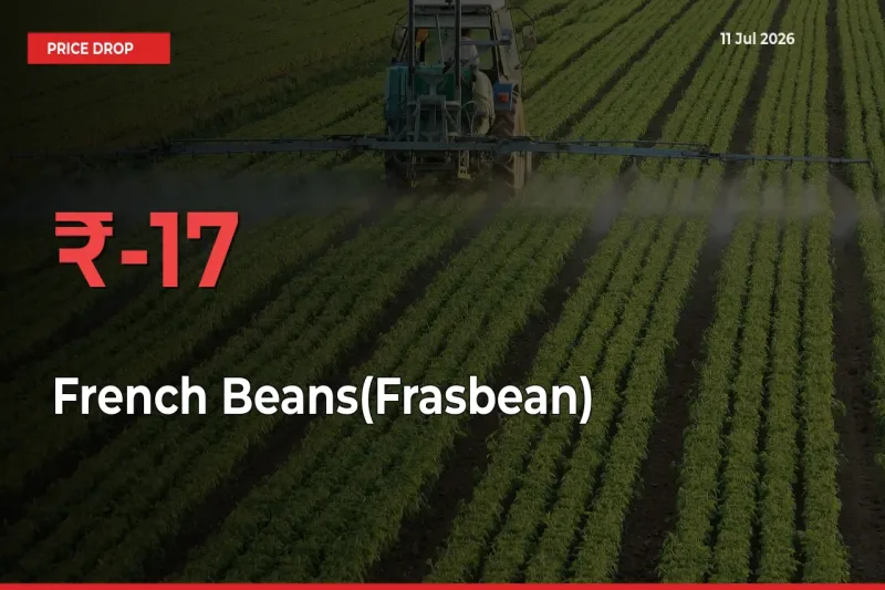 French Beans(Frasbean) Mandi Rate Today: Prices Fall 16.85% at Market