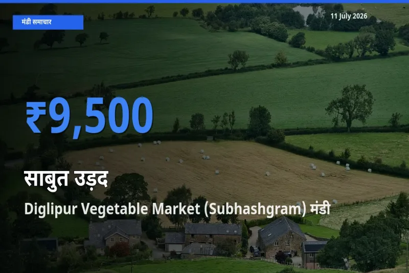 आज साबुत उड़द के सबसे ऊँचे दाम ₹9,500 Diglipur Vegetable Market (Subhashgram) मंडी में