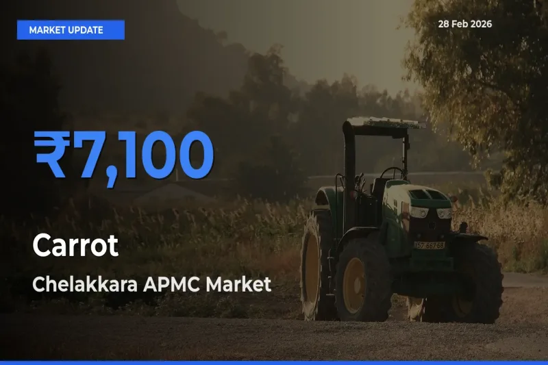 Chelakkara APMC Tops Carrot Rates – February 28 Market Update