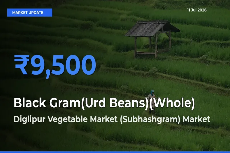 Diglipur Vegetable Market (Subhashgram) Records Highest ₹9,500 Rate for Black Gram(Urd Beans)(Whole)