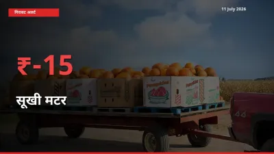 15.06% की गिरावट! मंडी में सूखी मटर के दाम अचानक टूटे