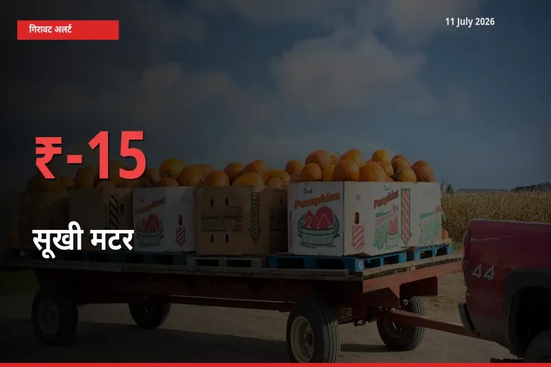 15.06% की गिरावट! मंडी में सूखी मटर के दाम अचानक टूटे