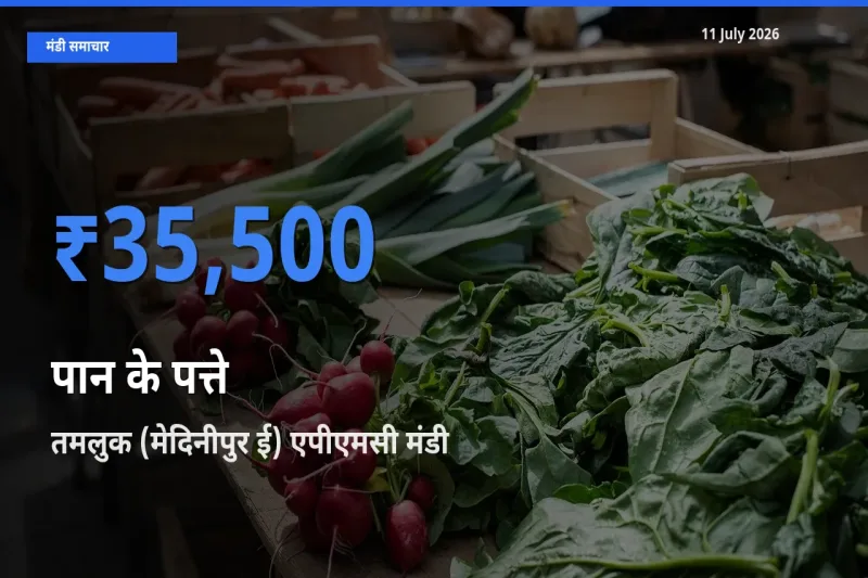 बाज़ार संकेत: तमलुक (मेदिनीपुर ई) एपीएमसी बना पान के पत्ते के लिए आज की टॉप मंडी