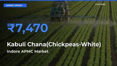 Indore APMC Tops Kabuli Chana(Chickpeas-White) Mandi Rates Today