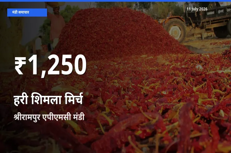 किसानों के लिए चिंता का विषय? हरी शिमला मिर्च के दाम श्रीरामपुर एपीएमसी में 30 दिन के न्यूनतम स्तर पर