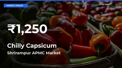 Farmers Concerned as Chilly Capsicum Hits 30-Day Low in Shrirampur APMC