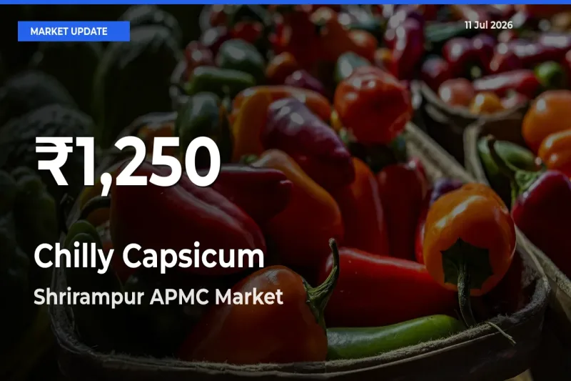 Farmers Concerned as Chilly Capsicum Hits 30-Day Low in Shrirampur APMC