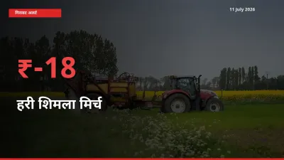 तेज़ गिरावट! मंडी में हरी शिमला मिर्च के दाम 17.69% लुढ़के