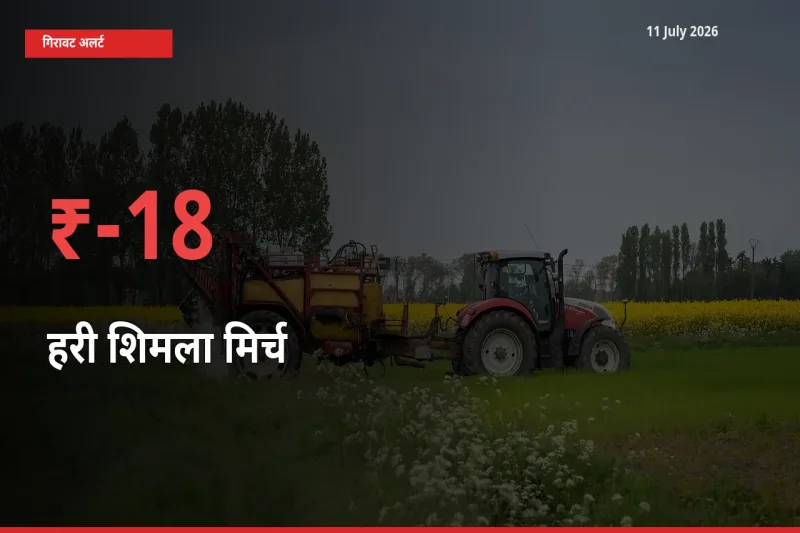 तेज़ गिरावट! मंडी में हरी शिमला मिर्च के दाम 17.69% लुढ़के