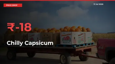 Chilly Capsicum Mandi Rate Today: Prices Fall 17.69% at Market