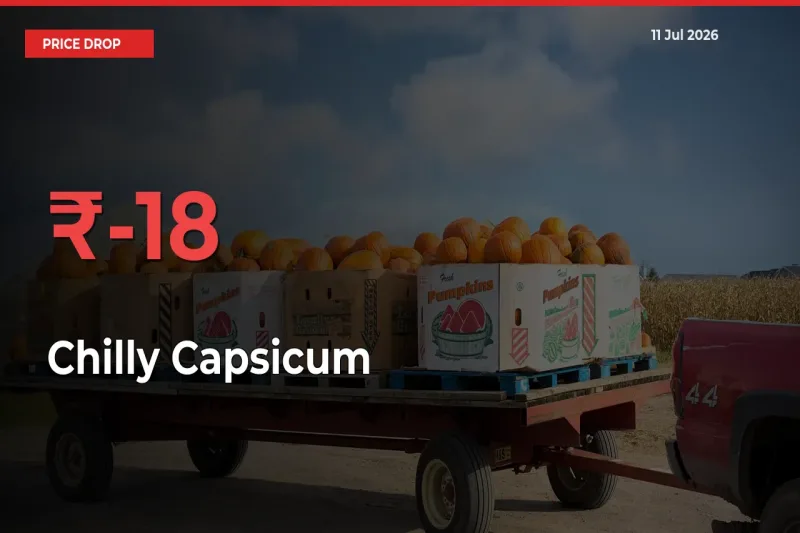 Chilly Capsicum Mandi Rate Today: Prices Fall 17.69% at Market