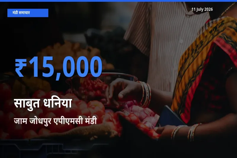 आज का मंडी भाव: साबुत धनिया के सबसे ज़्यादा दाम जाम जोधपुर एपीएमसी में