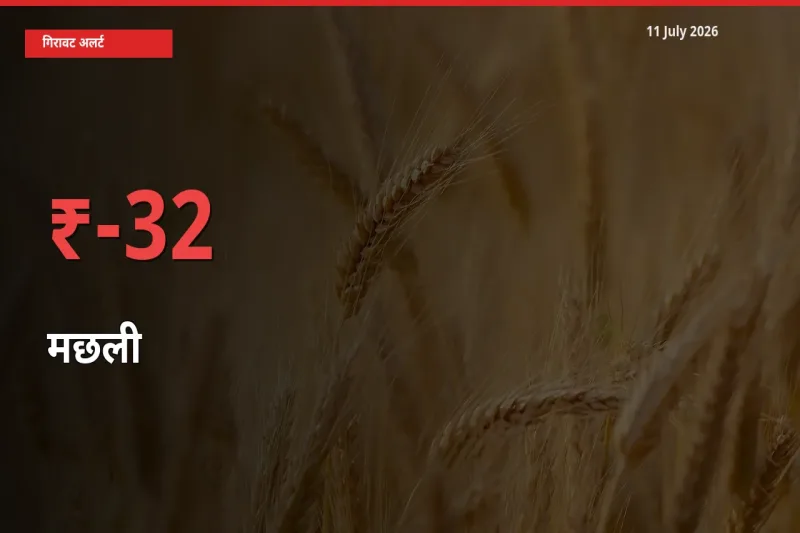 बाज़ार संकेत: मछली के भाव मंडी में 31.95% नीचे