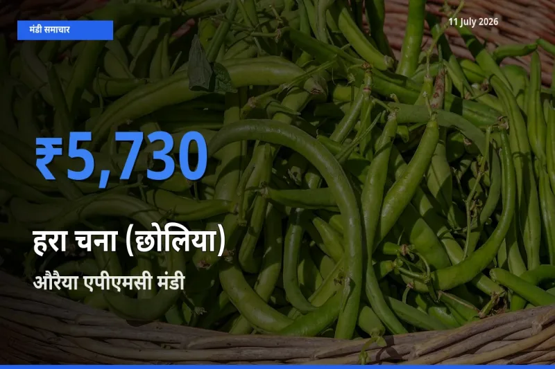 आज हरा चना (छोलिया) के सबसे ज़्यादा दाम औरैया एपीएमसी मंडी में दर्ज