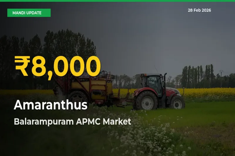 Amaranthus Price Hits New High in Balarampuram APMC Today – Check Latest Mandi Rates
