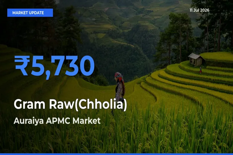 Auraiya APMC Leads as Top Mandi for Gram Raw(Chholia) Prices