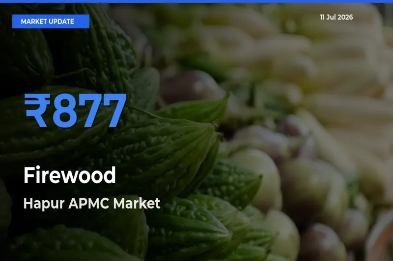 Top Performer! Hapur APMC Offers Best Firewood Price Today