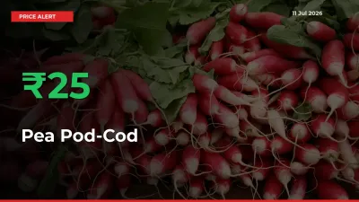 24.5% Spike in Pea Pod-Cod Prices – Mandi Sees Sudden Rally