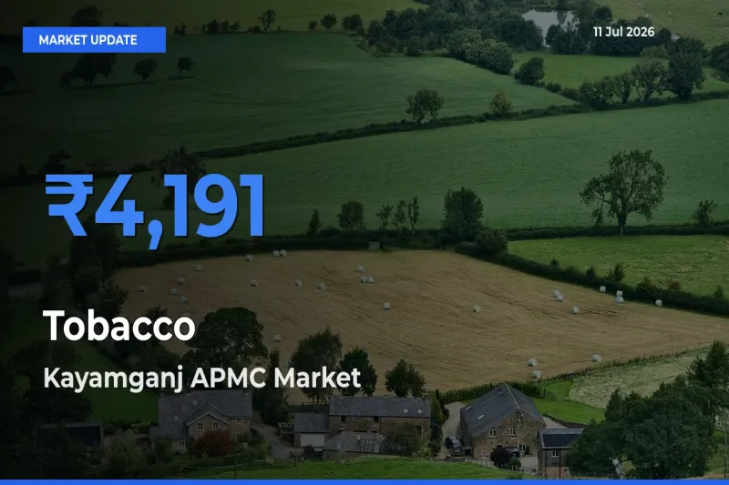 Farmers Prefer Kayamganj APMC as Tobacco Hits Highest Rate