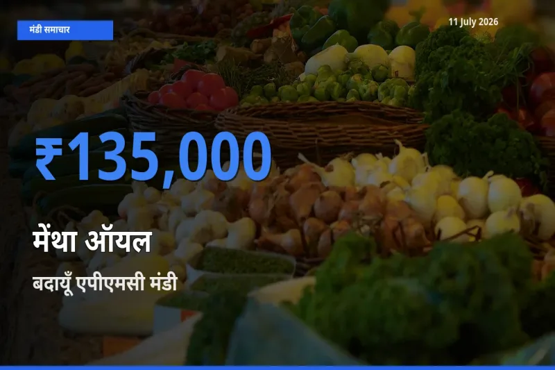 आज मेंथा ऑयल के सबसे ज़्यादा दाम बदायूँ एपीएमसी मंडी में दर्ज