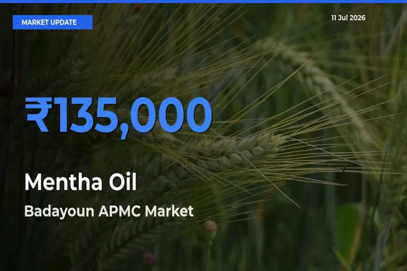 Badayoun APMC Leads as Top Mandi for Mentha Oil Prices